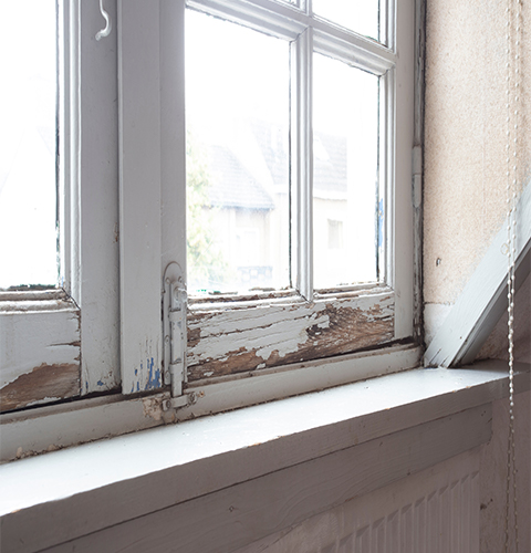 How to identify dry rot and wet rot